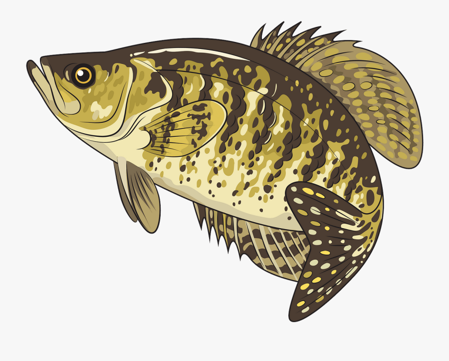 Carp, Transparent Clipart