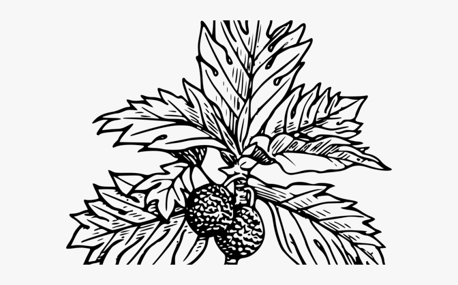 Breadfruit Clip Art, Transparent Clipart