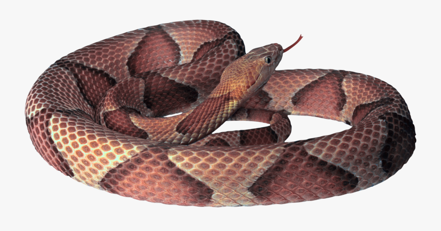 Free On Dumielauxepices Net - Snake Images Free, Transparent Clipart