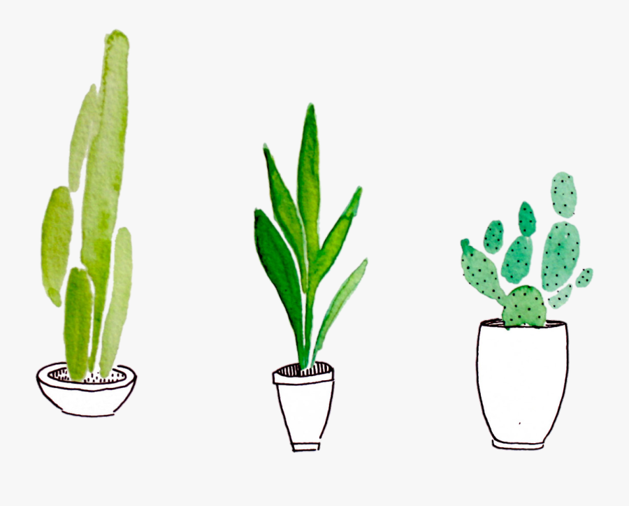 Cactus Plant Drawing At Getdrawings - Plant Png, Transparent Clipart