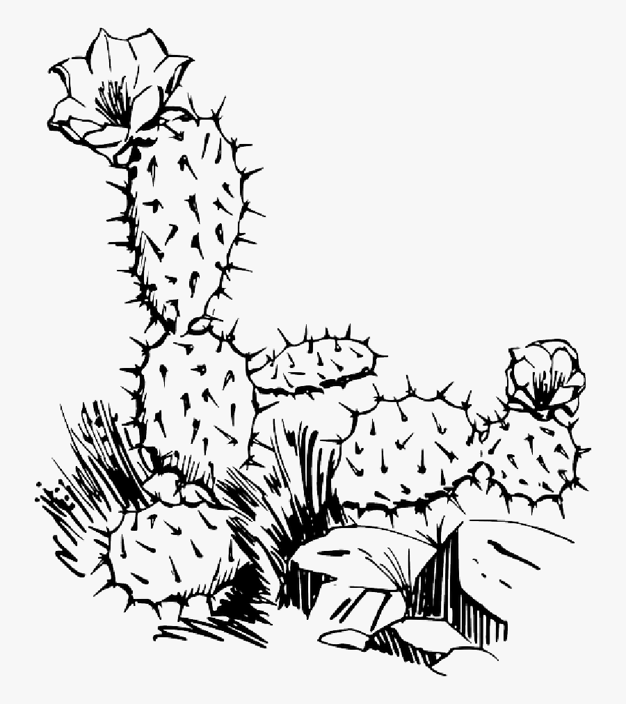 Transparent Desert Clipart - Cactus Clip Art, Transparent Clipart