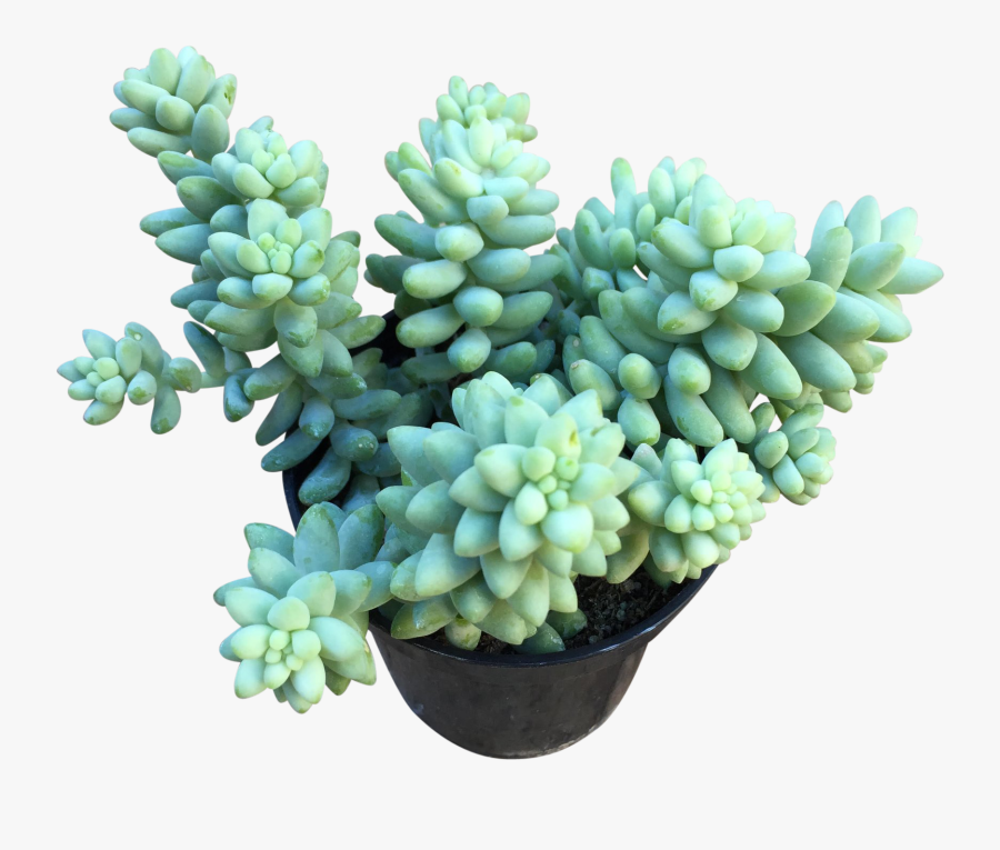 Clip Art Donkey Tail Cactus - Flowerpot, Transparent Clipart