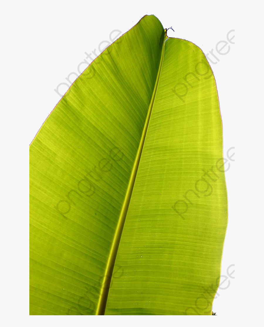 Banana Leaves Clipart - Ensete, Transparent Clipart