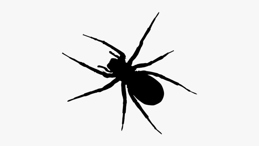Spider Clipart Realistic - Black And White Clipart Insects, Transparent Clipart