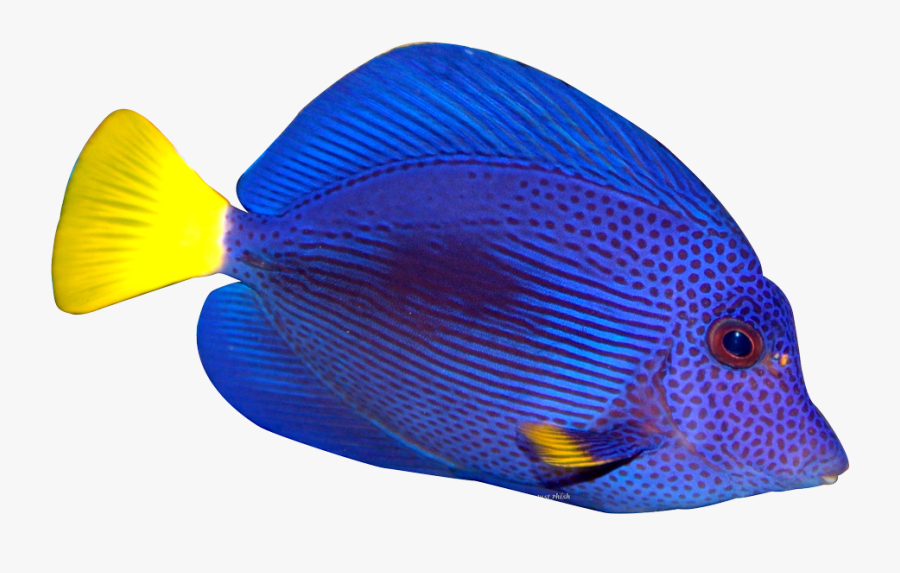 Tropical Fish Vector Clip Art - Tropical Fish Transparent Background, Transparent Clipart