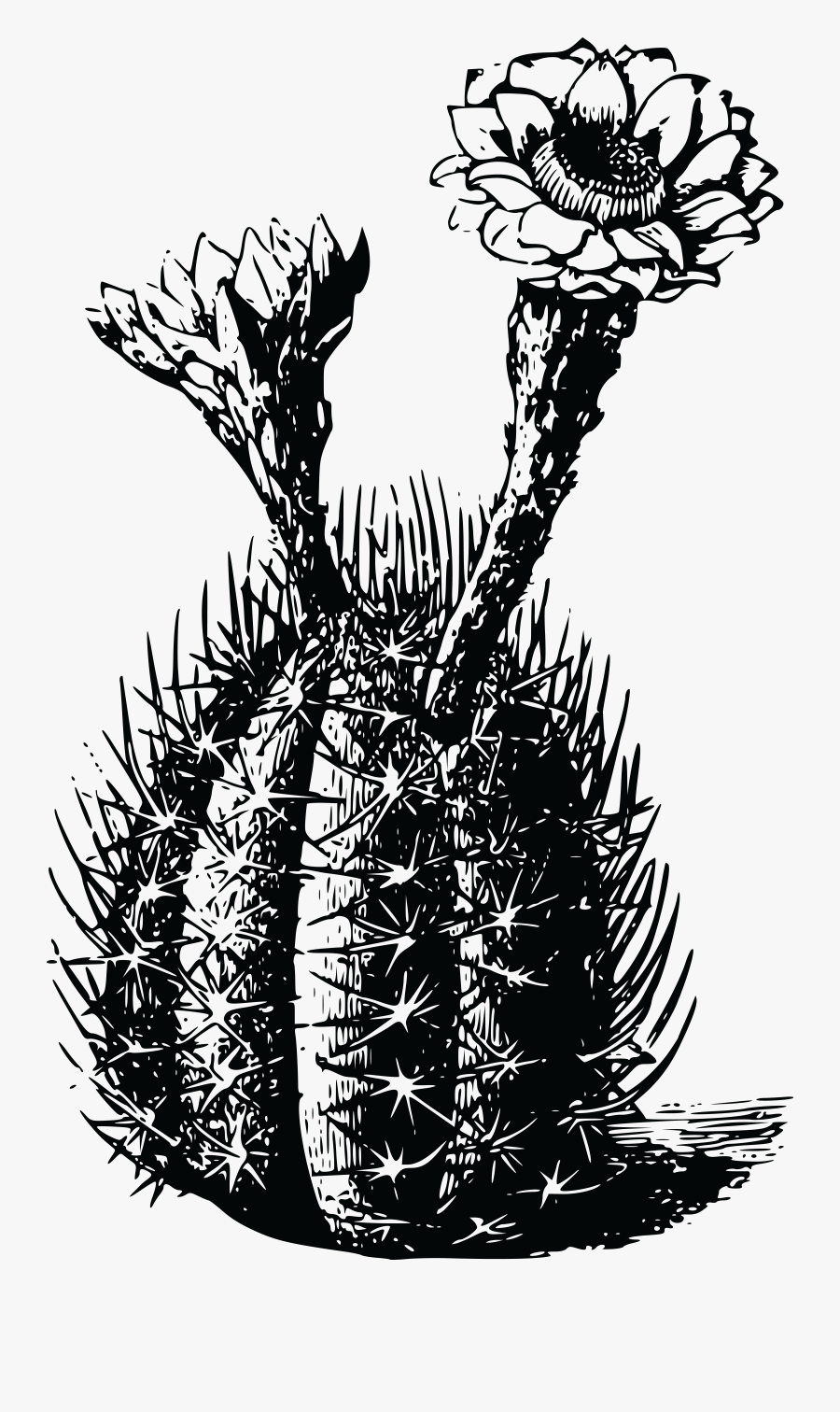 Free Clipart Of A Cactus - Cactus Black And White Transparent, Transparent Clipart