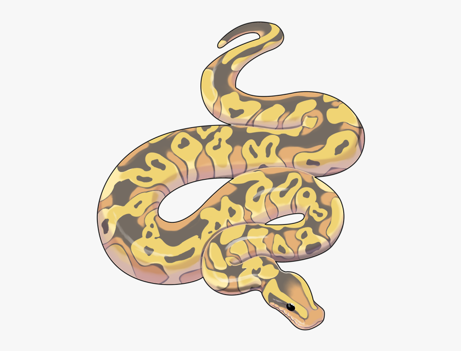 Snake Clipart Serpent - Ball Python Art Png , Free ...