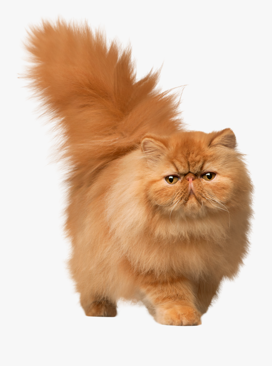 Walking Cat Png Clip Art - Transparent Background Cats Png, Transparent Clipart