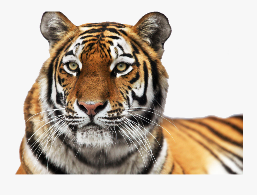 Tiger Png Images Transparent Free Download - Dartmoor Zoological Park, Transparent Clipart