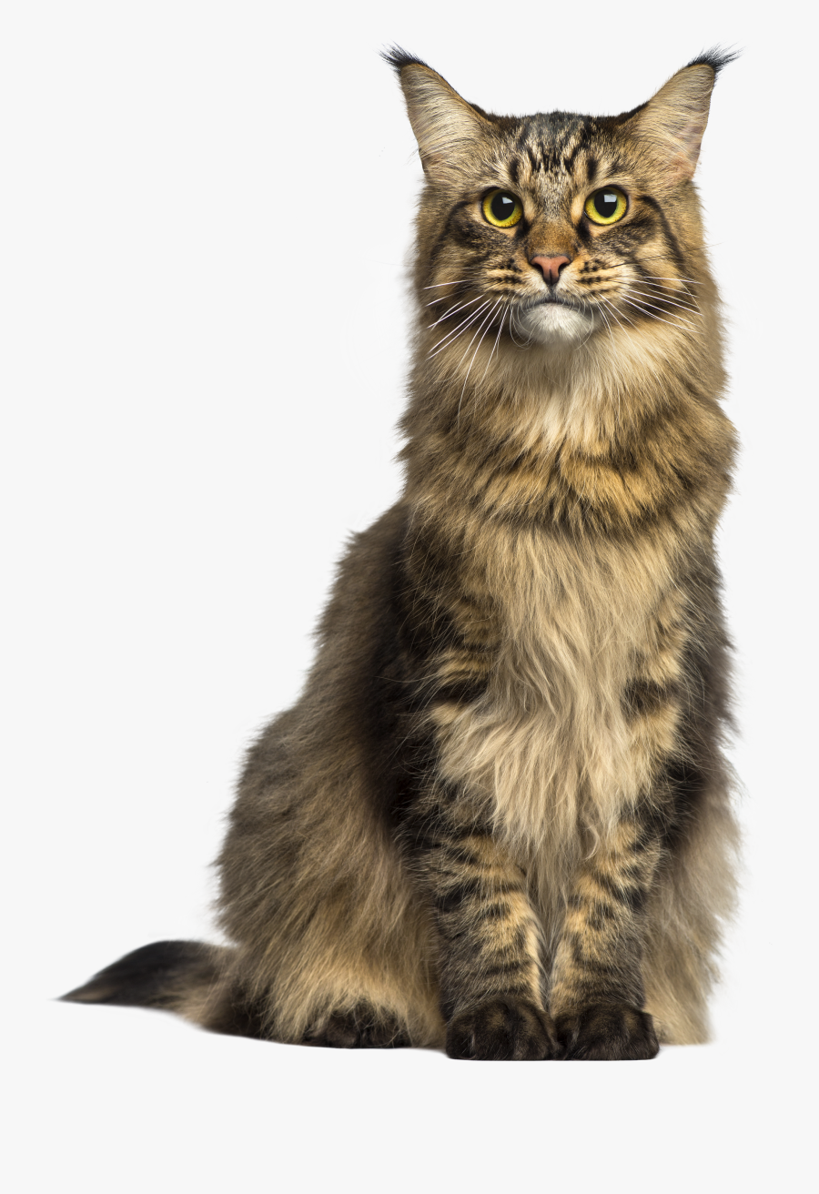 Cat Png Clip Art - Cat Png Transparent Background, Transparent Clipart