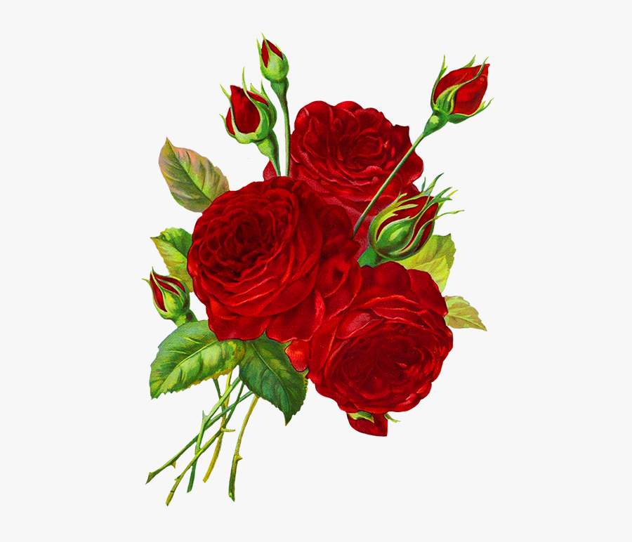 Red Roses Drawing Pinterest - Red Rose Drawing Transparent Background, Transparent Clipart