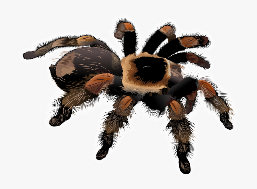 Free Stock Spider Clipart Free Collection Download - Realistic Spider Clip Art, Transparent Clipart