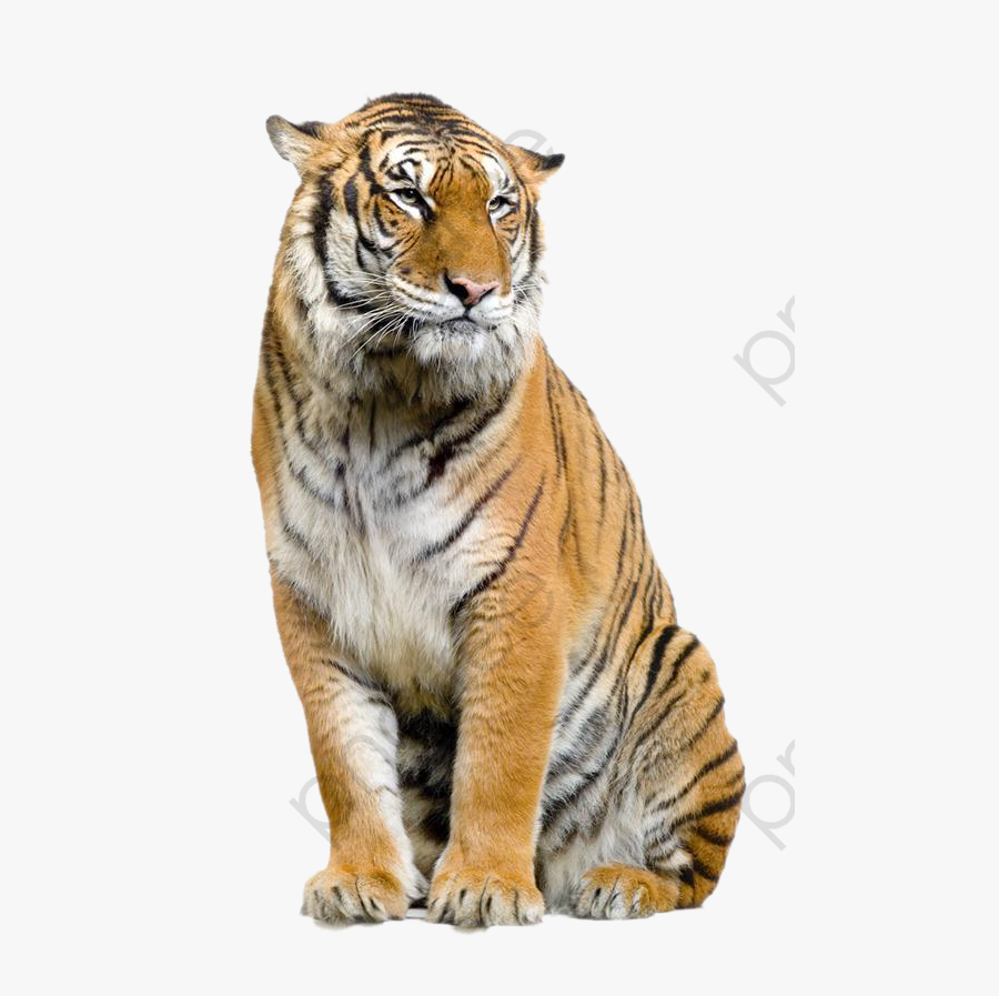 Tiger, Tiger Clipart, Animal Png Transparent Image - Tiger White Background, Transparent Clipart