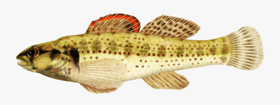 Okaloosa Darter Fish Clipart - Coastal Cutthroat Trout, Transparent Clipart