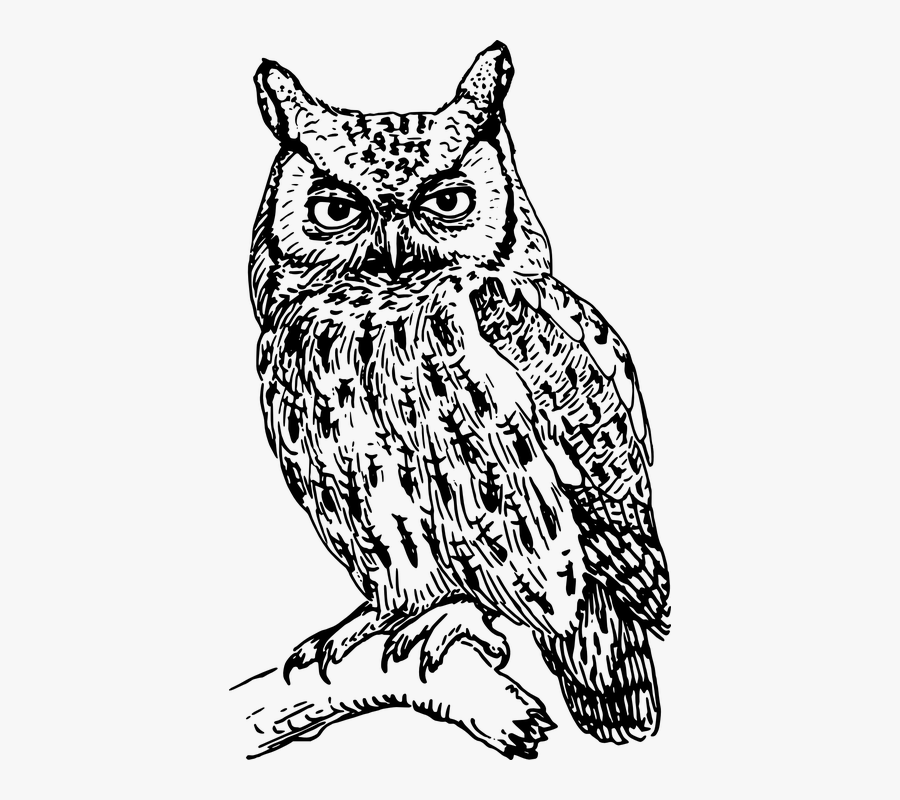 Barred Owl Clipart Free Printable - Owl Black And White, Transparent Clipart
