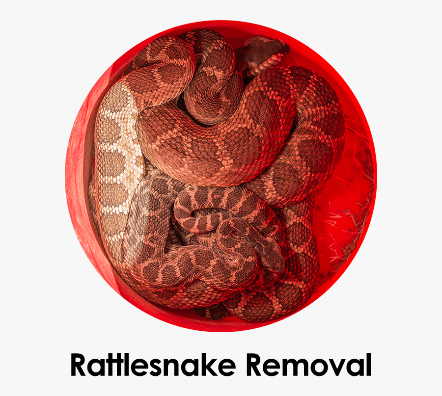 Rattlesnake Clipart Orange Snake - Python Family, Transparent Clipart