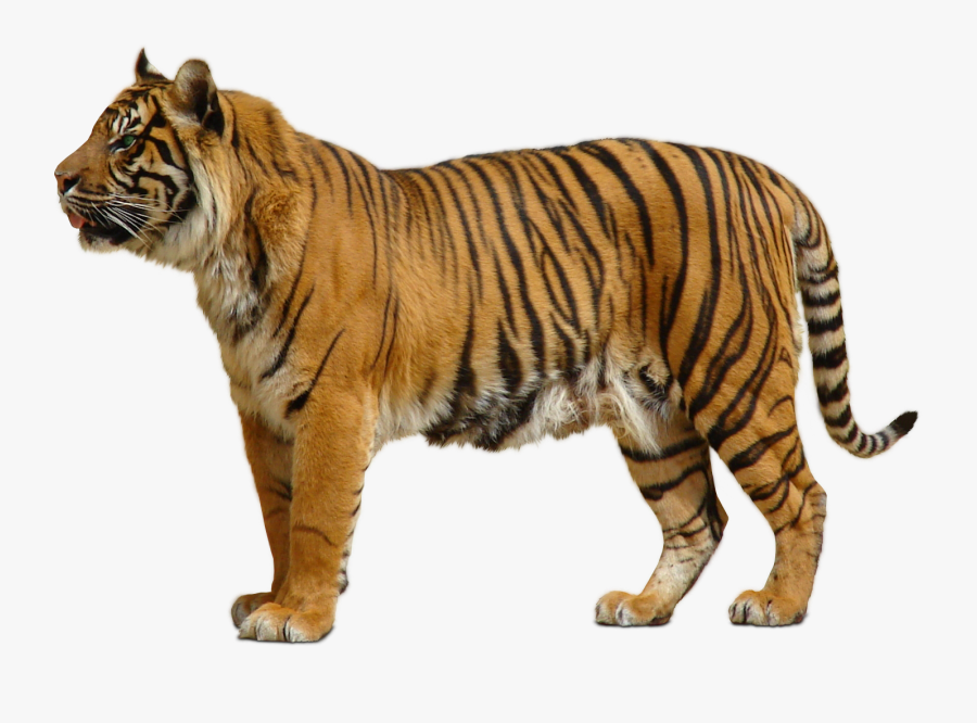 Transparent Siberian Tiger Clipart - Tiger Transparent Background, Transparent Clipart
