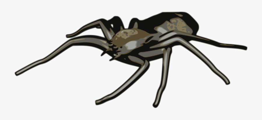 Tangle Web Spider,black Widow,spider - Aracnídeos Png, Transparent Clipart