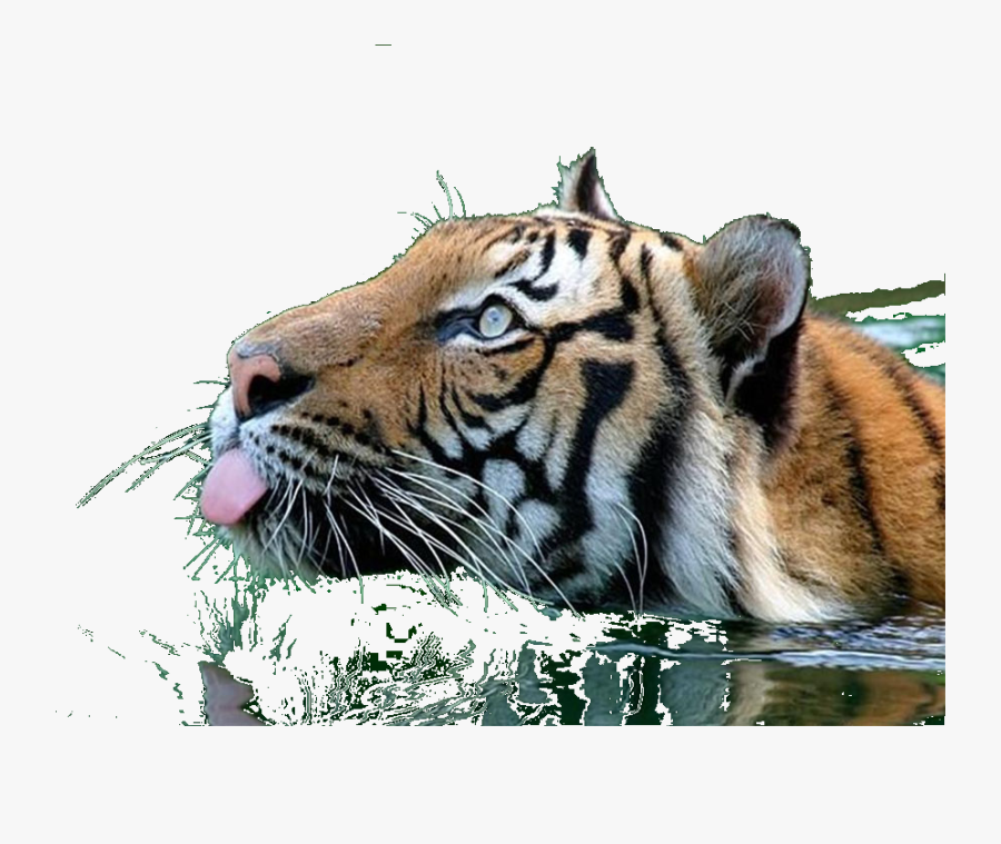 Transparent Tiger Clipart Png - Animated Tiger Lick Gif, Transparent Clipart
