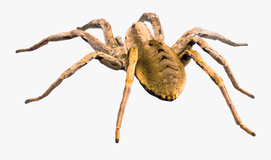 Spider Clipart Wolf - Tarantula Spider Transparent Background, Transparent Clipart