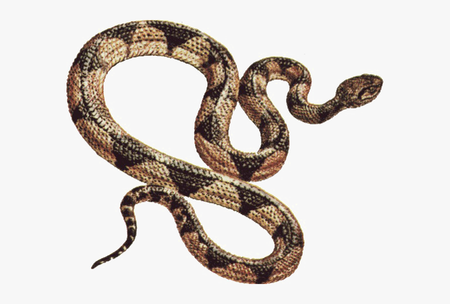 Snake Png Free Download - Snake Clip Art, Transparent Clipart