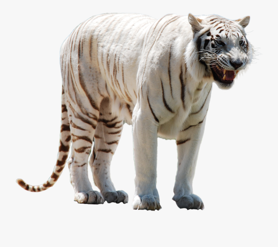 Tiger Clipart Real - White Tiger Png Hd, Transparent Clipart