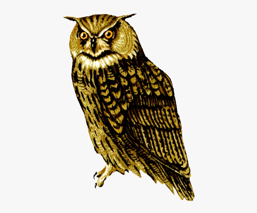 Owl Clip Art Owl Facing Front - Transparent Background Owl Clipart Png, Transparent Clipart