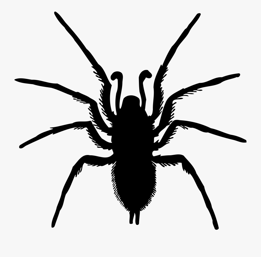 Monochrome - Spider Bug Silhouette, Transparent Clipart
