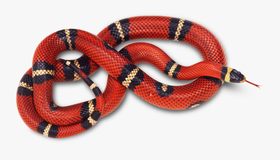 Red Snake White Background, Transparent Clipart