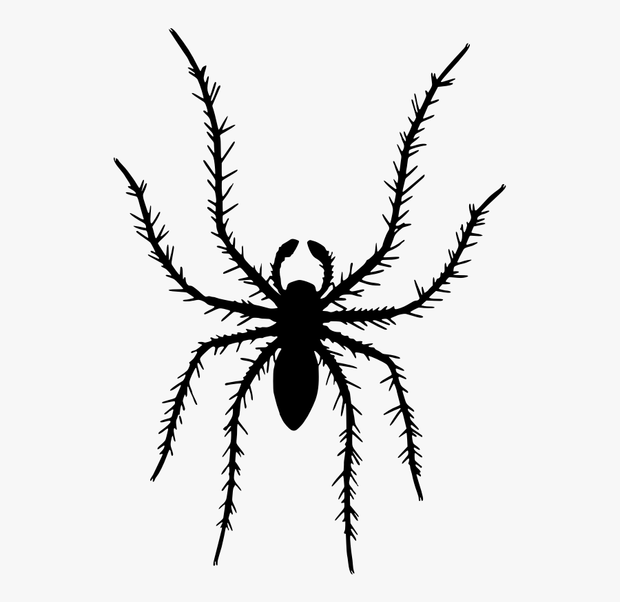 Tarantula,araneus,spider - Clip Art, Transparent Clipart