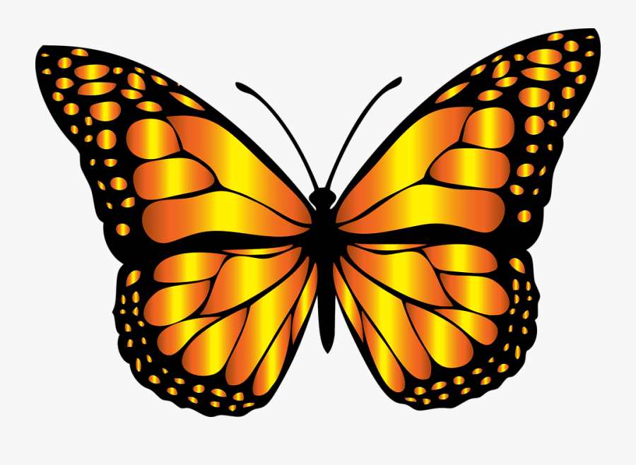 22 Butterfly Clipart Statuswallpaper - Butterfly Images Png Hd, Transparent Clipart
