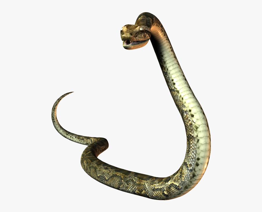 Elapidae Reptile United States Snake Mustela - Snake Tail Png, Transparent Clipart