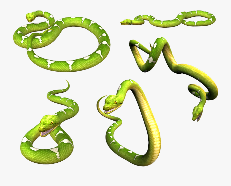 Tree Snake Clipart Cb Edits - Portable Network Graphics, Transparent Clipart