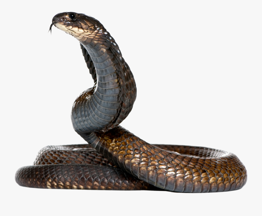 Snake Png Image - Snake Png, Transparent Clipart