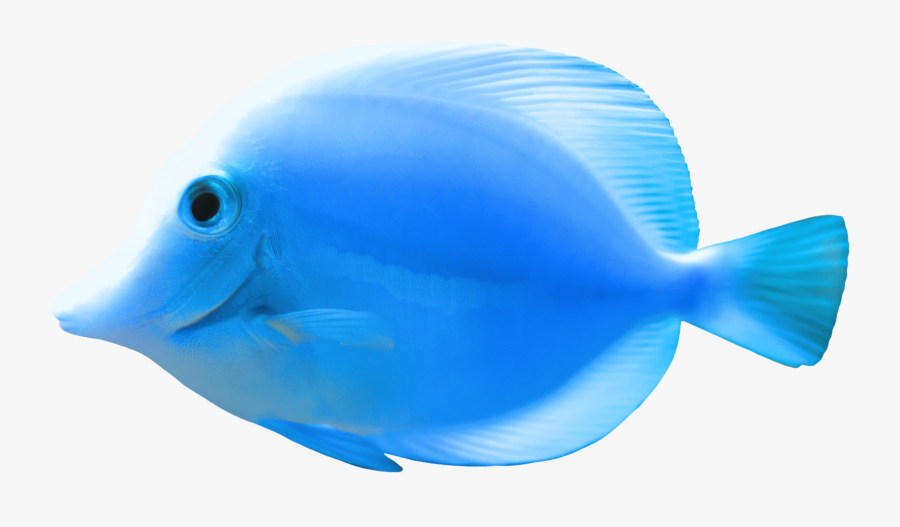 Blue Fish Png Clipart - Blue Fish Clipart Png, Transparent Clipart