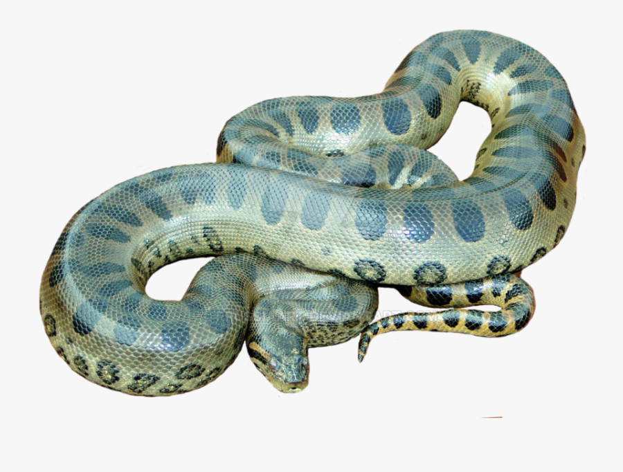 Transparent Snake Clip Art - Anaconda Png, Transparent Clipart