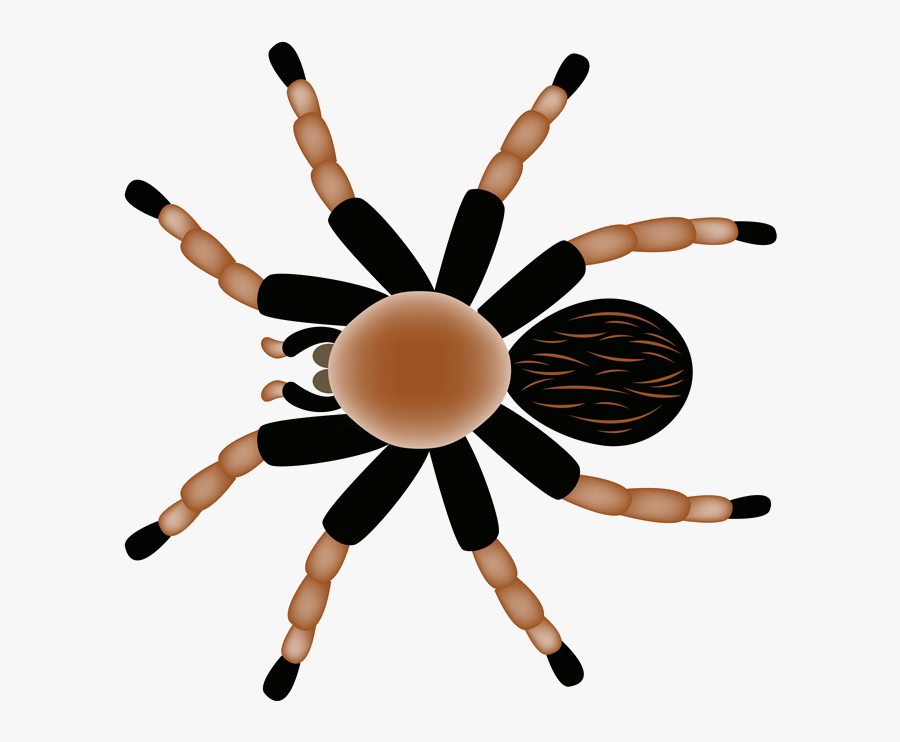 Spider Clipart Free To Use Clip Art Transparent Png - Insects And Bugs, Transparent Clipart