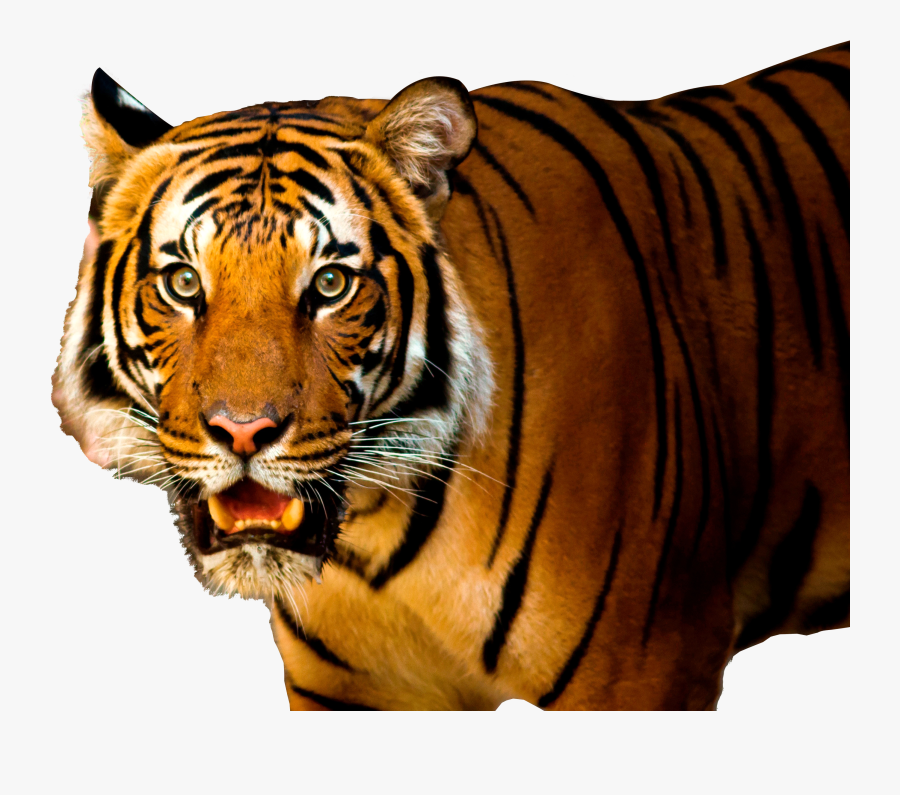 Tiger Clipart Transparent - Tiger Png Hd Download, Transparent Clipart