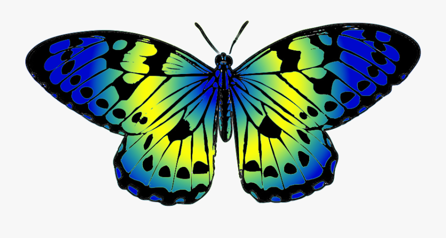 Blue And Yellow Butterfly Clip Art - Plain Tiger Butterfly Drawing, Transparent Clipart