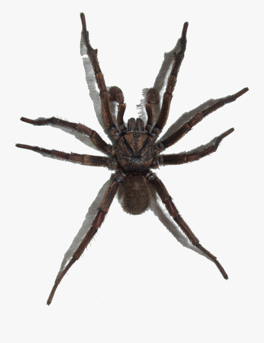 Spider Clipart Translucent Background - Spider With No Background, Transparent Clipart