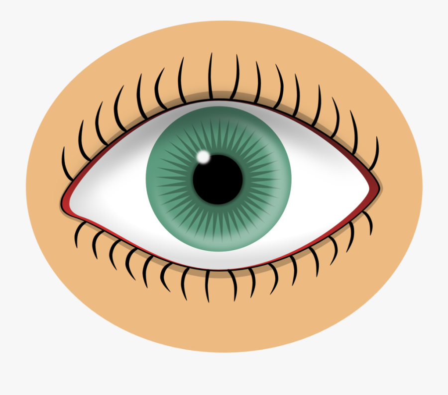 Iris,close Up,eye - Body Parts Nose Flashcards, Transparent Clipart