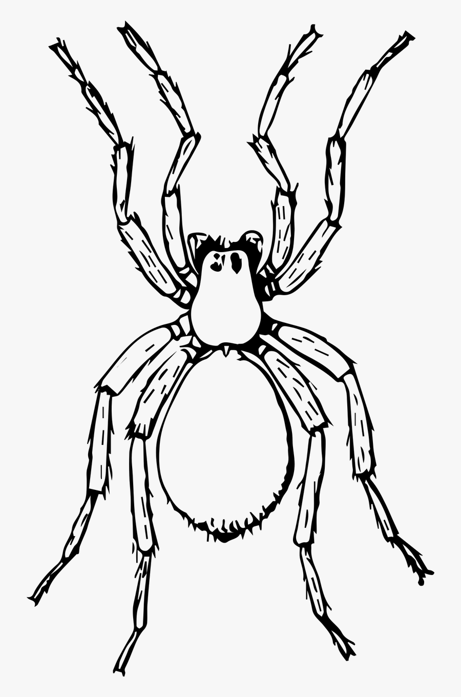 Line Art,wildlife,antler - Spider Black And White Png, Transparent Clipart