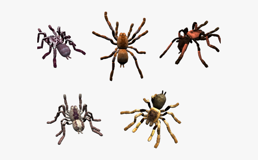 Transparent Spider Clipart Png - Spider, Transparent Clipart