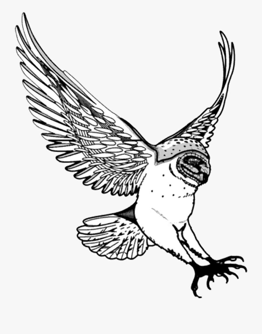 Drawing Of Barn Owl Swooping - Barn Owl Flying Clipart, Transparent Clipart