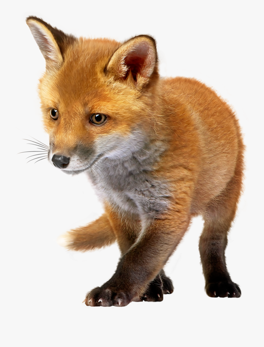 Baby Fox Png Clip Art - Baby Red Fox Png, Transparent Clipart