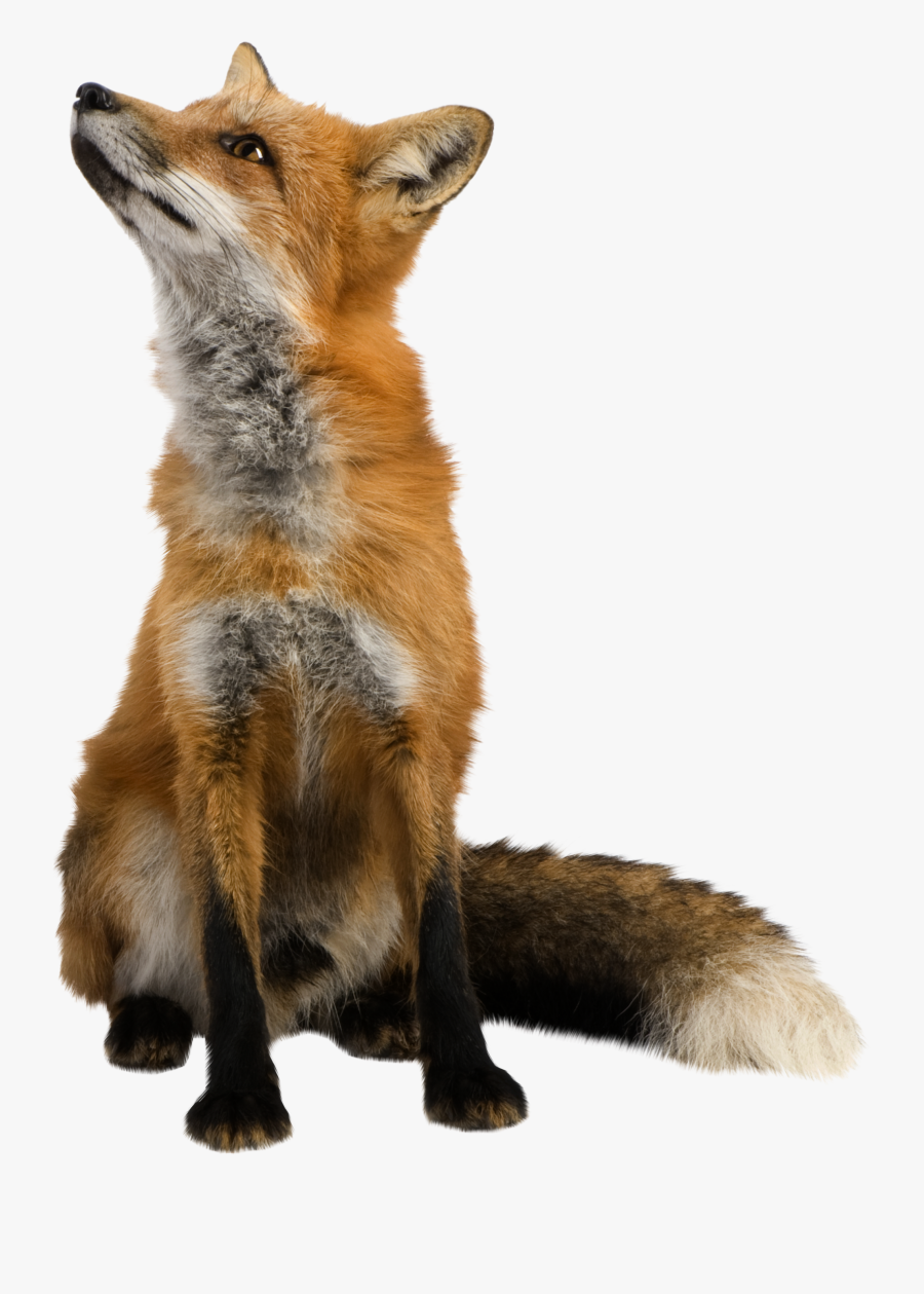 Fox Png - Fox Transparent Background, Transparent Clipart