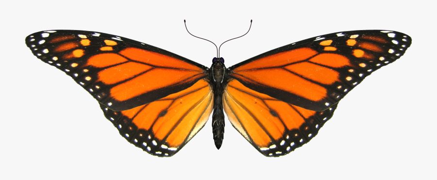 Painted Lady Butterfly Clip Art - Monarch Butterfly Transparent Background, Transparent Clipart