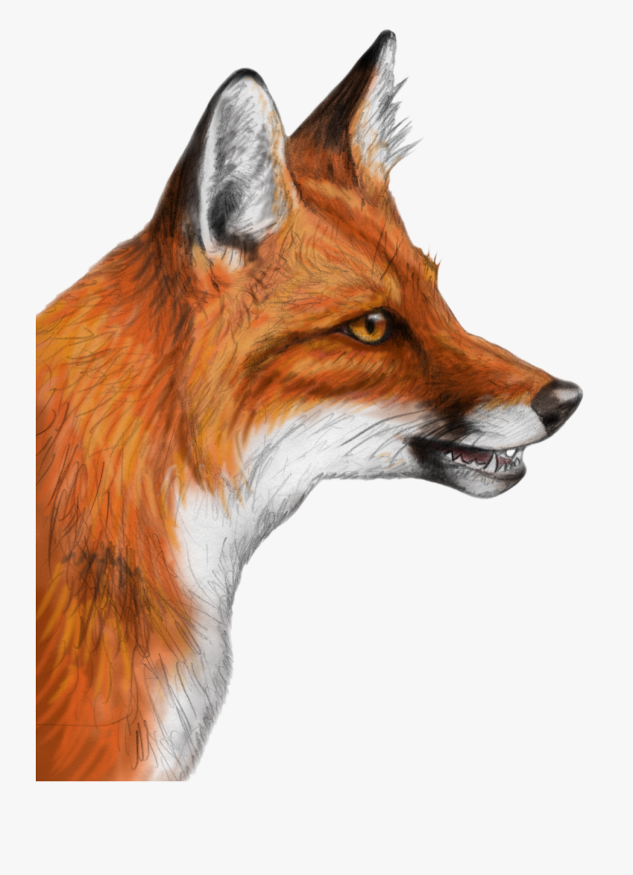 Fox Clipart Realistic, Transparent Clipart