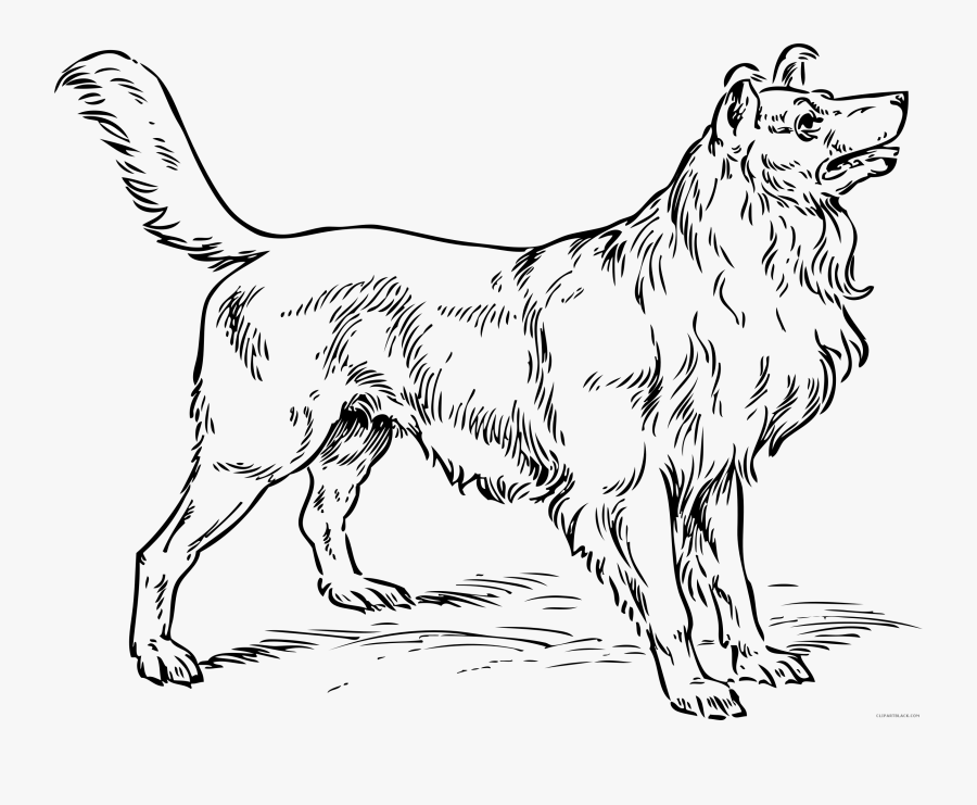 Collie Dog Clipart - Collie Dog Coloring Pages, Transparent Clipart