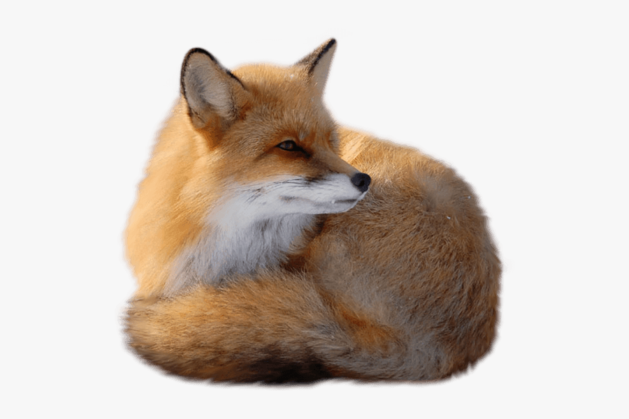 Fox Clipart Kit Fox - Fox Png, Transparent Clipart